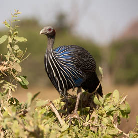 vulturine guineafowl 